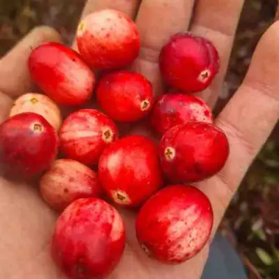 Клюква СТАНКОВИЧ в Слониме