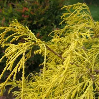 Кипарисовик ВАВЕЛ горохоплодный в Слониме