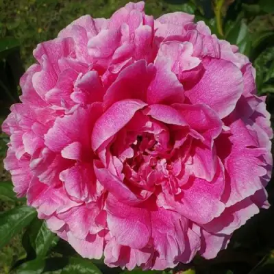 Пион ЗЕ ФОН травянистый в Слониме