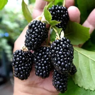 Ежевика ПРАЙМ АРК 45 ремонтантная   в Слониме