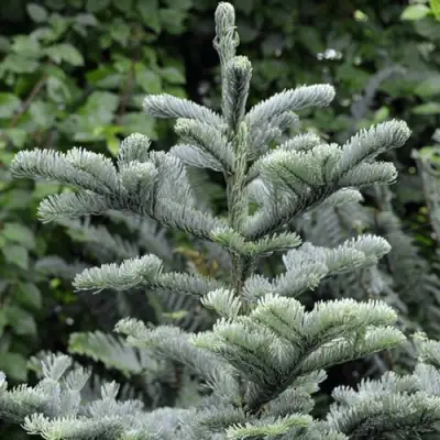 Пихта благородная в Слониме