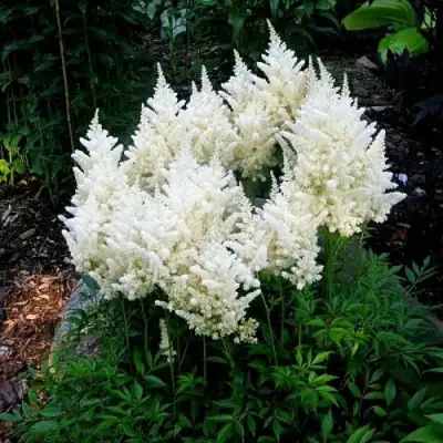 Астильба ДОЙЧЛАНД японская в Слониме