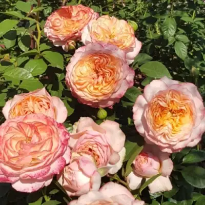 Роза СУРИР ДЕ ХАВР чайно-гибридная в Слониме