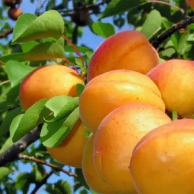 Абрикос ЭДЕЛЬВЕЙС в Слониме