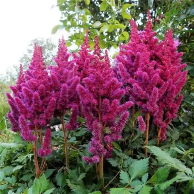 Астильба ВИЖНС китайская в Слониме