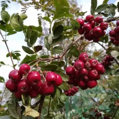 Рябина ГРАНАТНАЯ сладкоплодная в Слониме