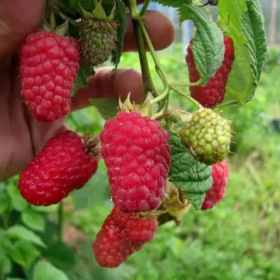 Малина ЛЯЧКА (ЛАШКА, ЛЯШКА) в Слониме