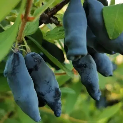 Жимолость съедобная СИЛЬГИНКА в Слониме