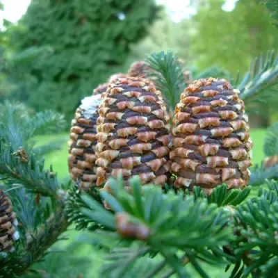 Пихта ФРАЗЕРА в Слониме