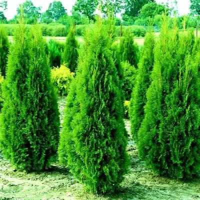 Туя ВИДМАНТ западная в Слониме