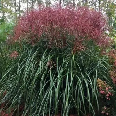 Мискантус МАЛЕПАРТУС китайский  в Слониме