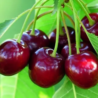 Вишня ВЯНОК в Слониме