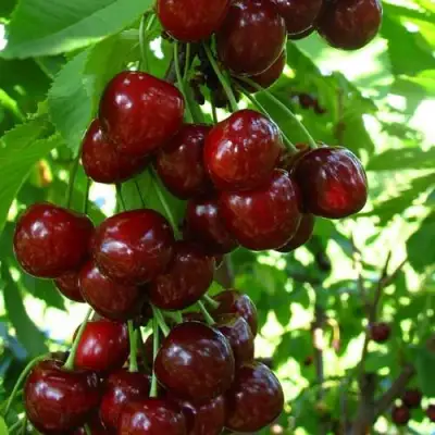 Вишня ВОСТОРГ колонновидная в Слониме