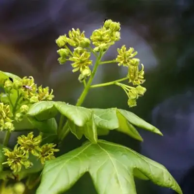 Клен полевой в Слониме