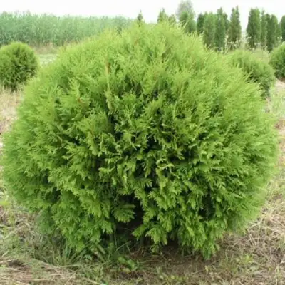 Туя ГЛОБОЗА западная в Слониме