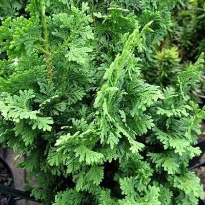 Туя ЗМАТЛИК западная в Слониме