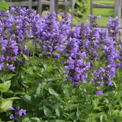 Котовник БЛЮ ДРИМС полусидячий в Слониме