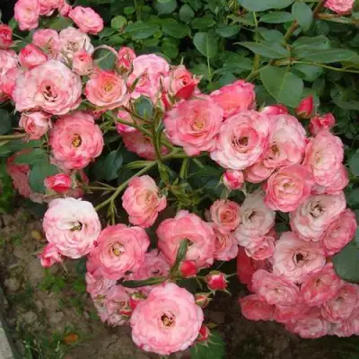 Роза ПАТ ДЕ ВЕЛЮР шраб в Слониме