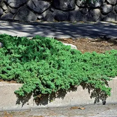 Можжевельник НАНА лежачий в Слониме