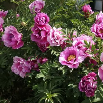 Пион ВРАТА ХРАМА древовидный  в Слониме