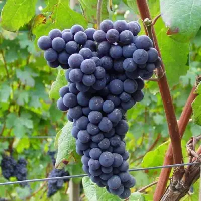 Виноград МУКУЗАНИ в Слониме