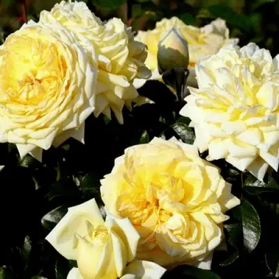 Роза НАДЯ МЕЙДИЛАНД почвопокровная в Слониме