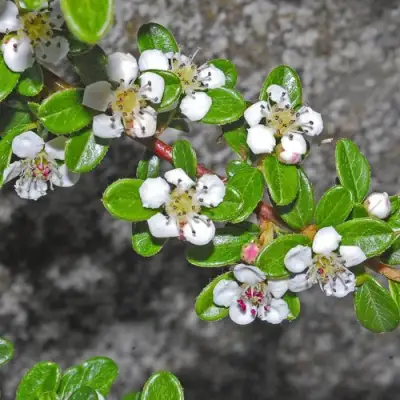 Кизильник ТАНГСТЕДТ горизонтальный  в Слониме