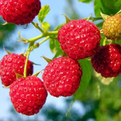 Малина МЕТЕОР в Слониме