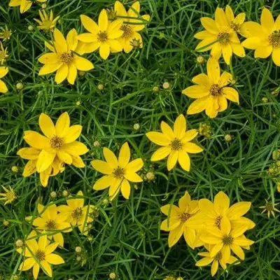 Кореопсис мутовчатый в Слониме