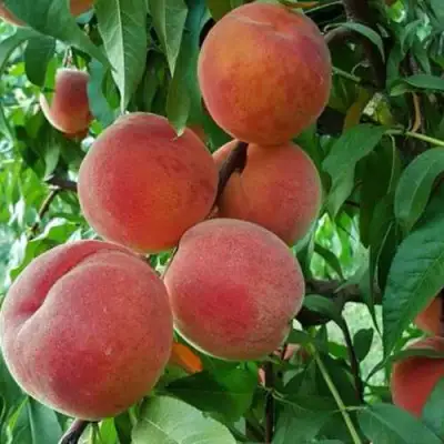 Персик САНКРЕСТ в Слониме