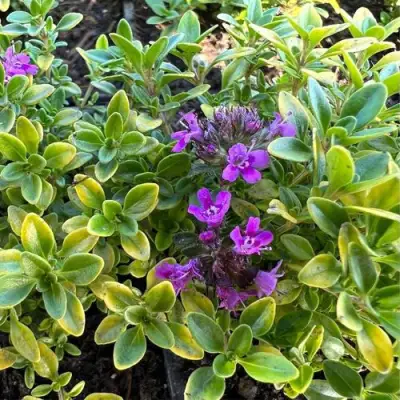 Тимьян АРЧЕРЗ ГОЛД в Слониме