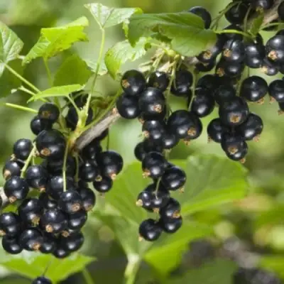 Смородина черная БЕН КОНАН в Слониме