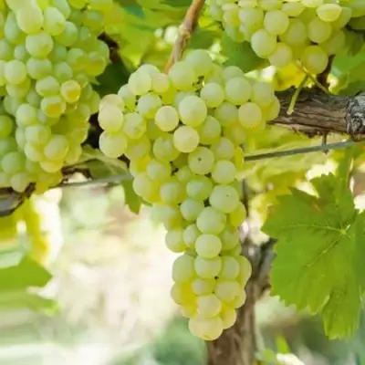 Виноград КИШМИШ МУСКАТНЫЙ в Слониме