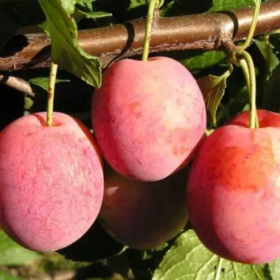 Слива ВИКТОРИЯ в Слониме