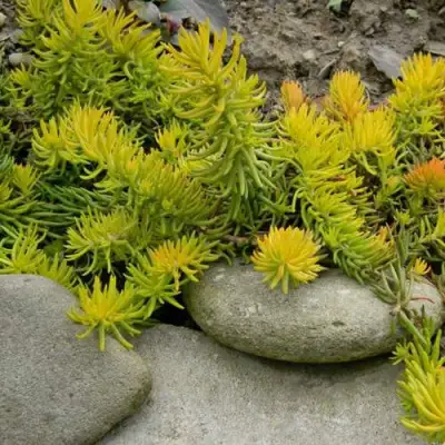 Очиток (седум) АНГЕЛИНА оттогнутый в Слониме