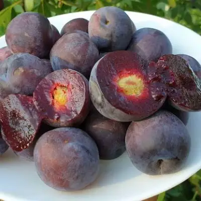 Сливово-вишневый гибрид МЕЙНОР в Слониме