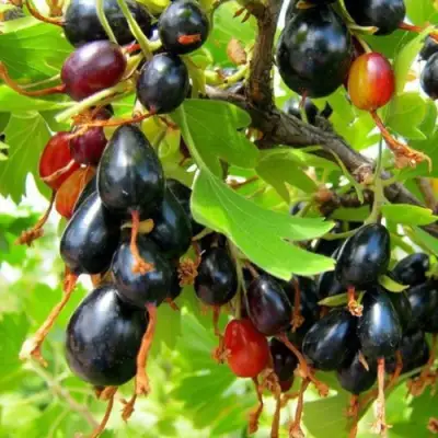 Смородина золотистая БОКАЛИНСКАЯ в Слониме