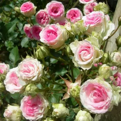 Роза МИМИ ЭДЕН спрей в Слониме