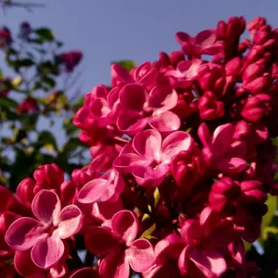 Сирень КРАСНАЯ МОСКВА в Слониме