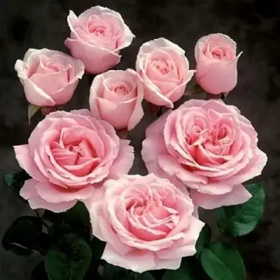 Роза ФРЕДЕРИК МИСТРАЛЬ чайно-гибридная в Слониме