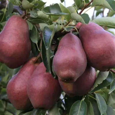 Груша РЕД ВИЛЬЯМС в Слониме