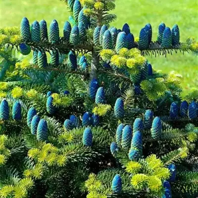 Пихта корейская  в Слониме