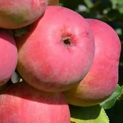 Яблоня ВЭМ-РОЗОВЫЙ в Слониме