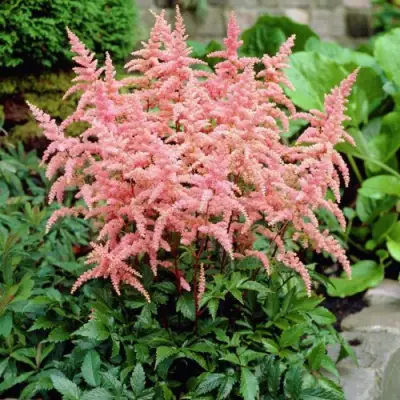 Астильба БРЕССИНГЕМ БЬЮТИ Арендса в Слониме