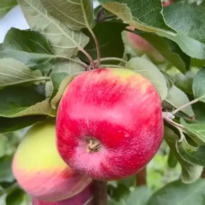 Яблоня АРБАТ колонновидная в Слониме