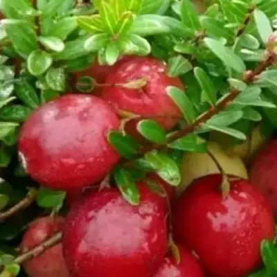 Клюква ХОЛЬШТАЙН в Слониме