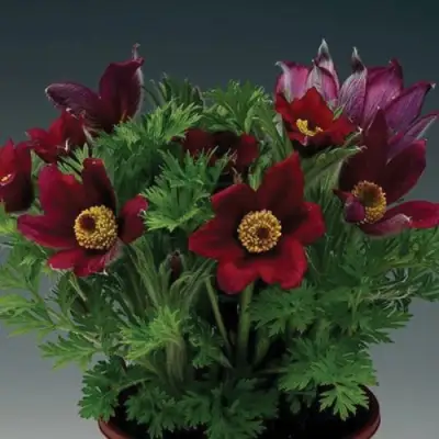 Прострел ПИНВИЛ РЕД ШЕЙДЕС в Слониме