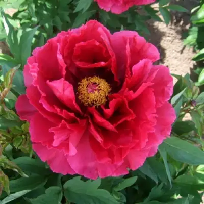 Пион КРАСНЫЙ ГИГАНТ древовидный в Слониме