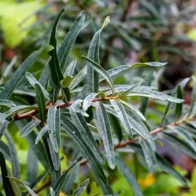 Облепиха АДАМ (МУЖСКАЯ) в Слониме