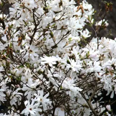 Магнолия СТЕЛЛАТА в Слониме